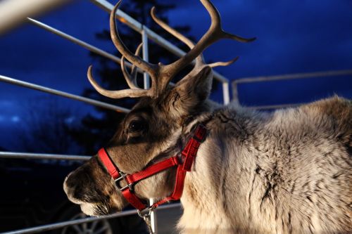 AU_Dec 2020_Rooftop Reindeer 5.jpg