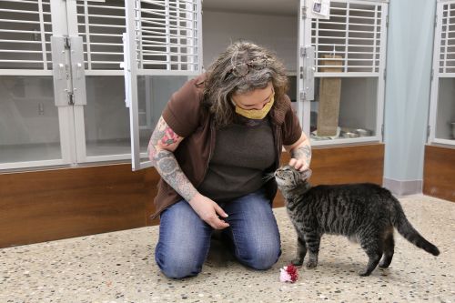 ICAS_July 2021_Heather Goupil Petting Cat.jpg